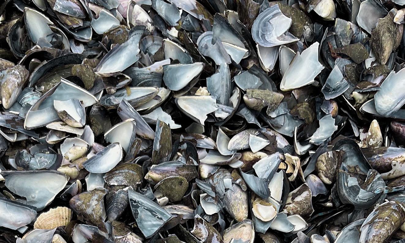 FIGUR 35. Isolering baseret på muslingeskaller.